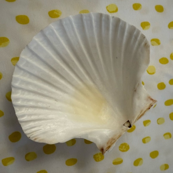 White Scallop Shell - Picture 3 of 4